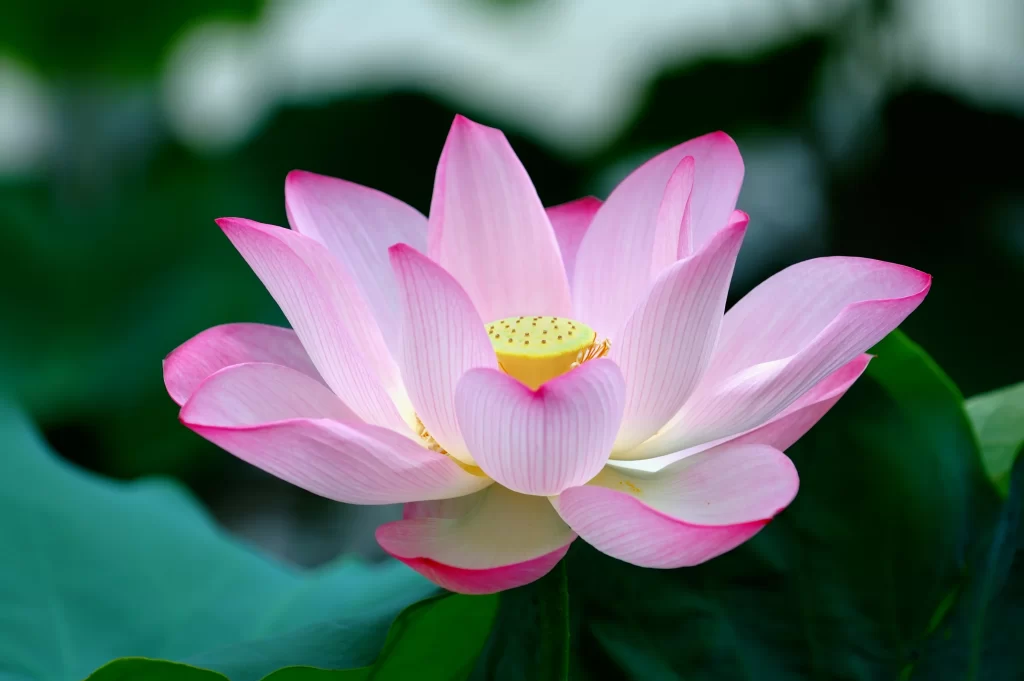 Pink Lotus Flower Green gray Leaf