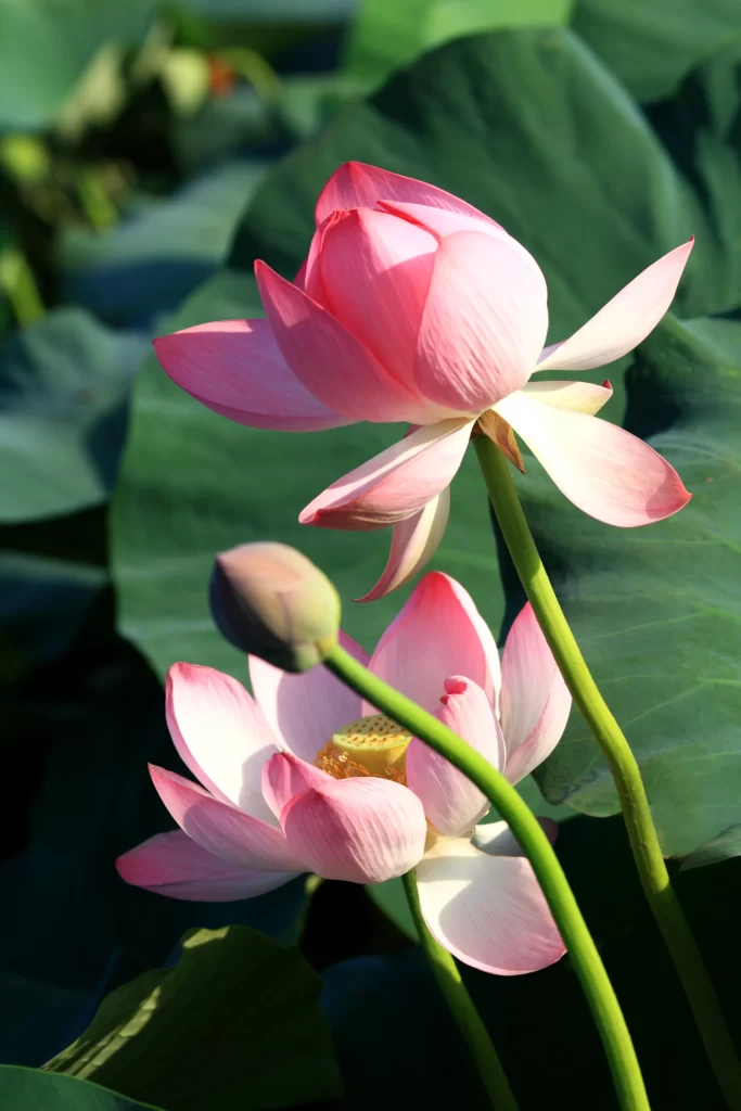 Pink Lotus Flower Green gray Leaf