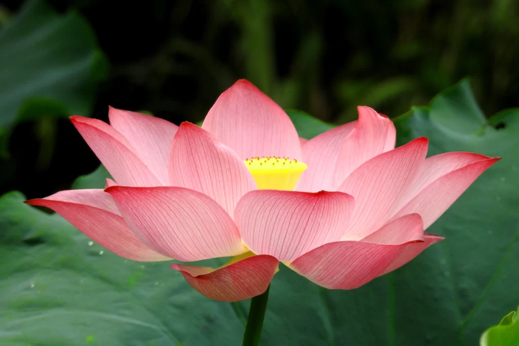 Pink Lotus Flower Green gray Leaf