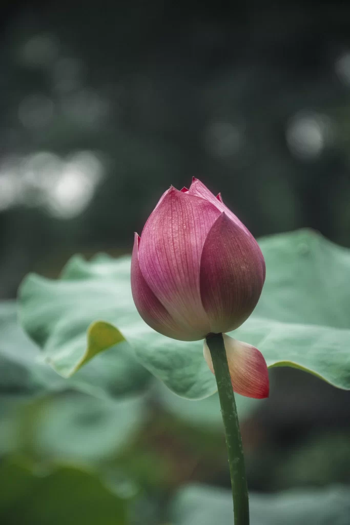 Pink Lotus Flower Green gray Leaf