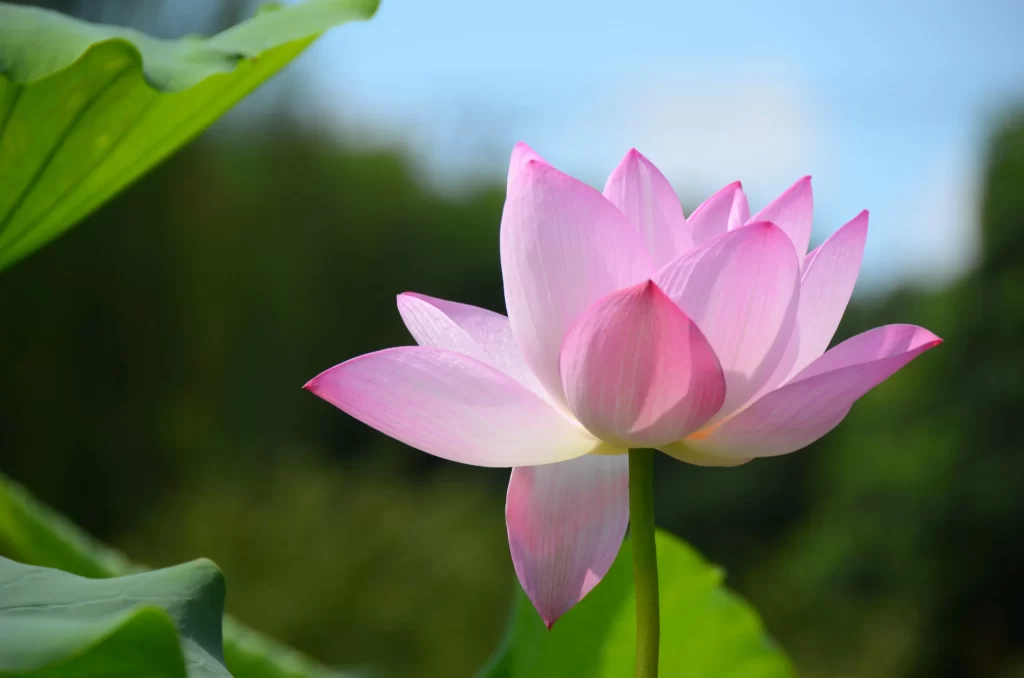 Pink Lotus Flower Green gray Leaf