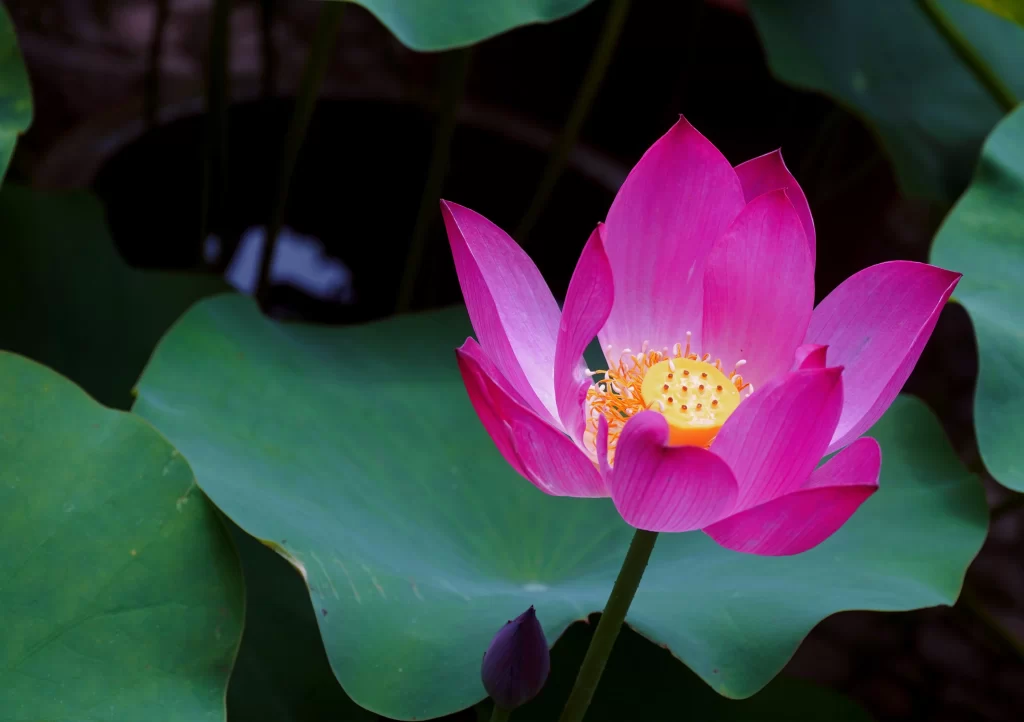 Pink Lotus Flower Green gray Leaf