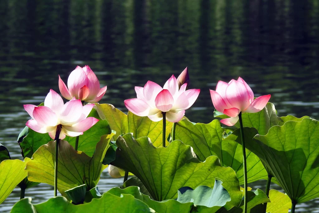 Pink Lotus Flower Green Leaf Pond warm Water