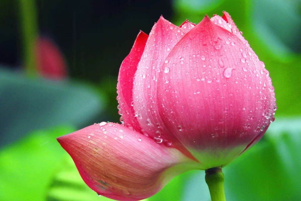 Pink Lotus Flower Green Leaf gray Dewdrops