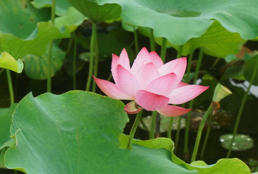 Pink Lotus Flower Green Leaf Pond warm Water