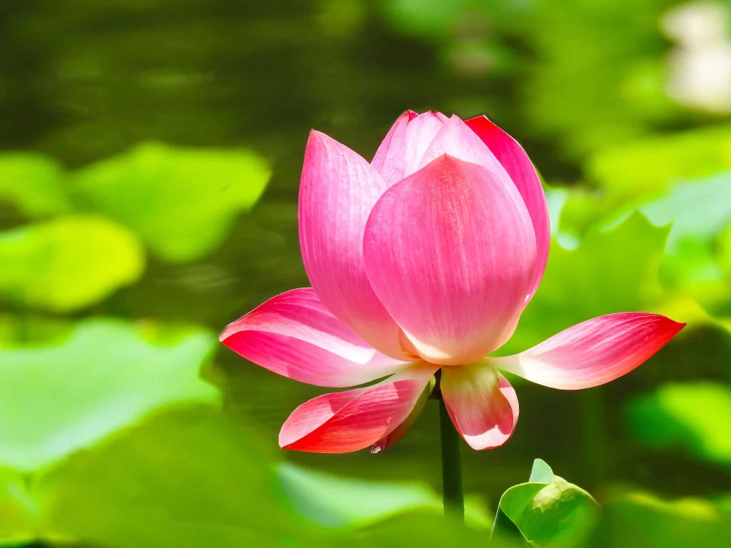 Pink Lotus Flower Green Leaf warm Pond