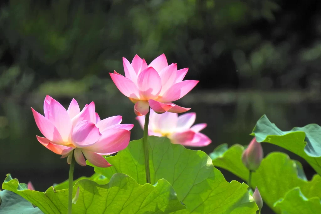 Pink Lotus Flower Green Leaf warm Pond