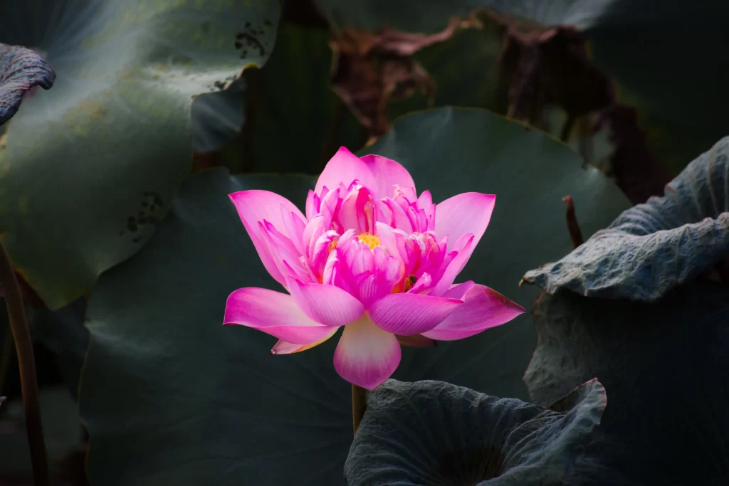 Pink Lotus Flower Green Leaf Pond dark Water