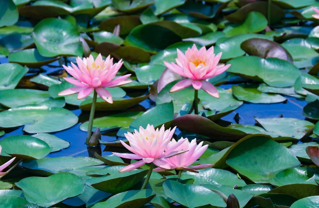 Pink Lotus Flower Green Leaf Pond cool Water