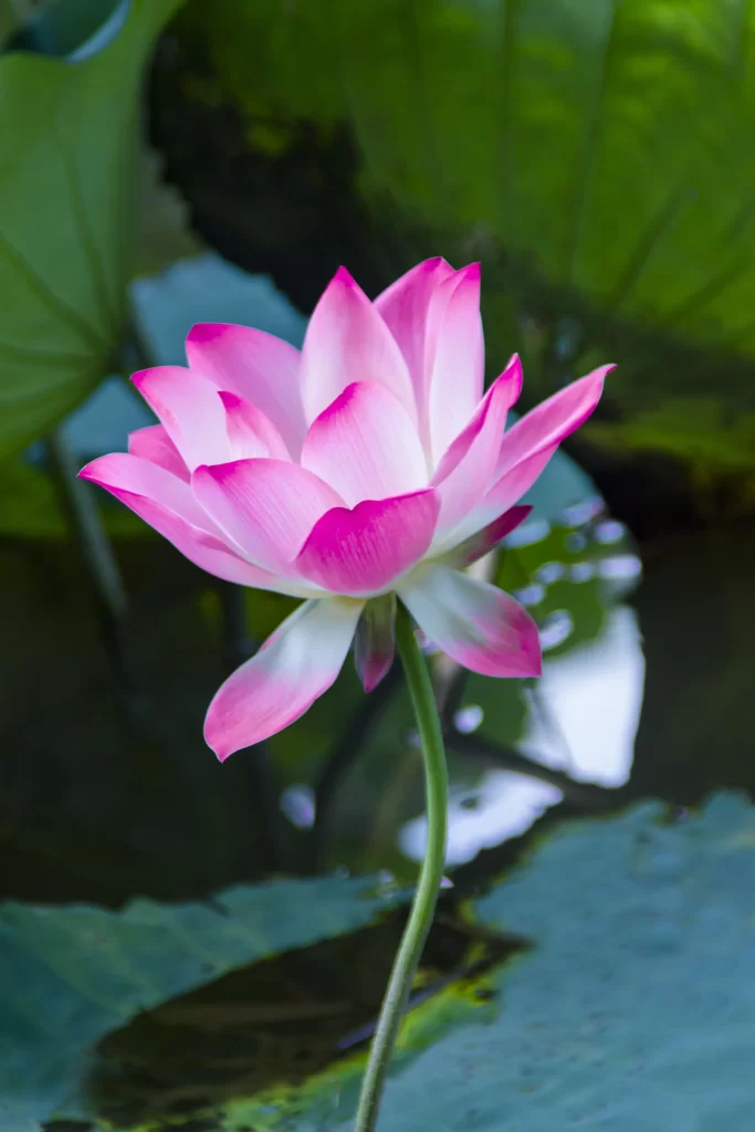 Pink Lotus Flower Green Leaf Pond gray Water