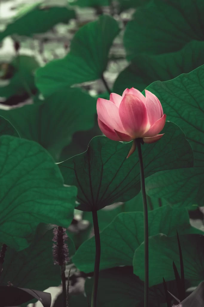 Pink Lotus Flower Green Leaf gray Pond