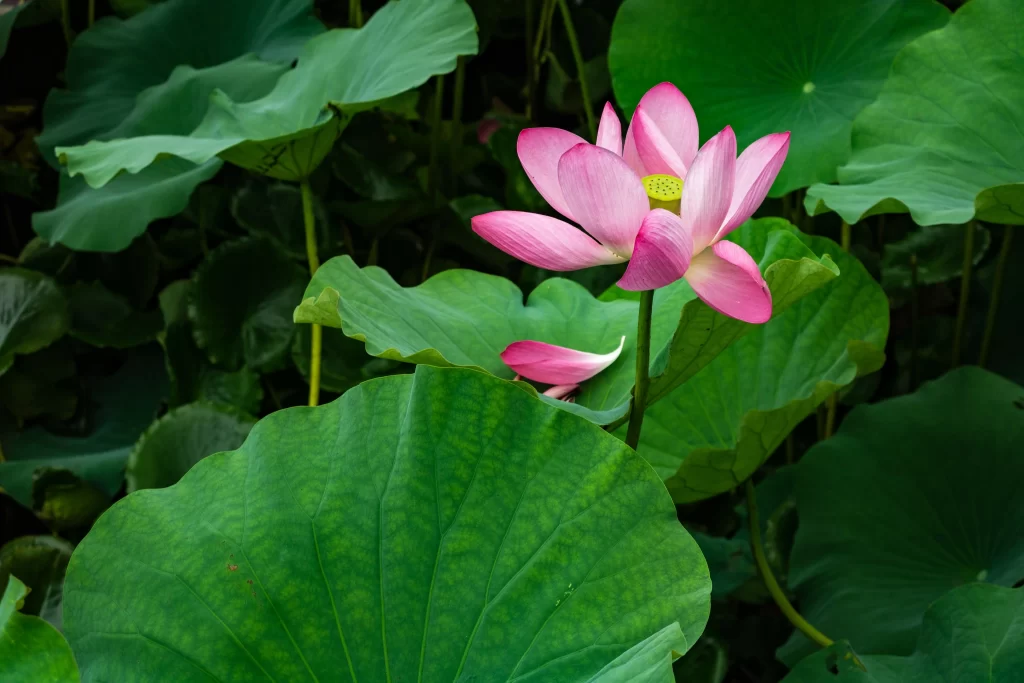 Pink Lotus Flower Green Leaf warm Pond