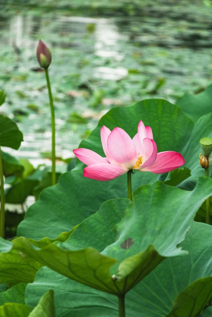 Pink Lotus Flower Green Leaf Pond warm Water