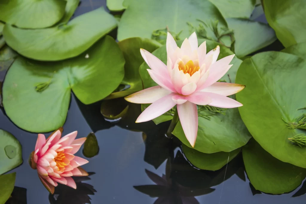 Pink Lotus Flower Green Leaf Pond warm Water