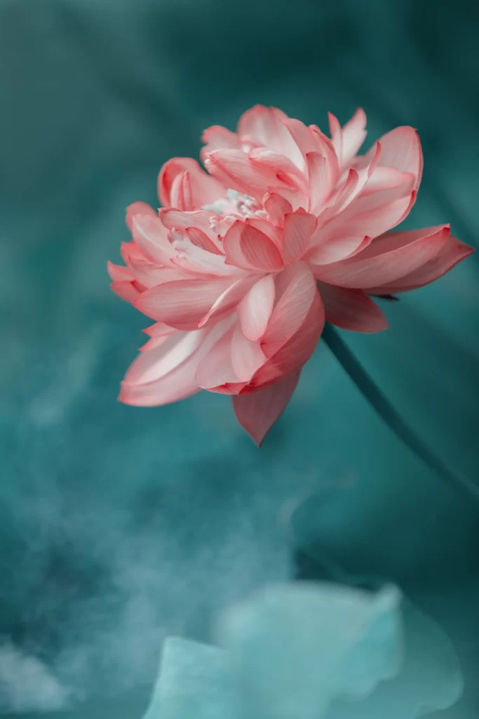 Pink Lotus Flower Green Leaf Pond cool Water