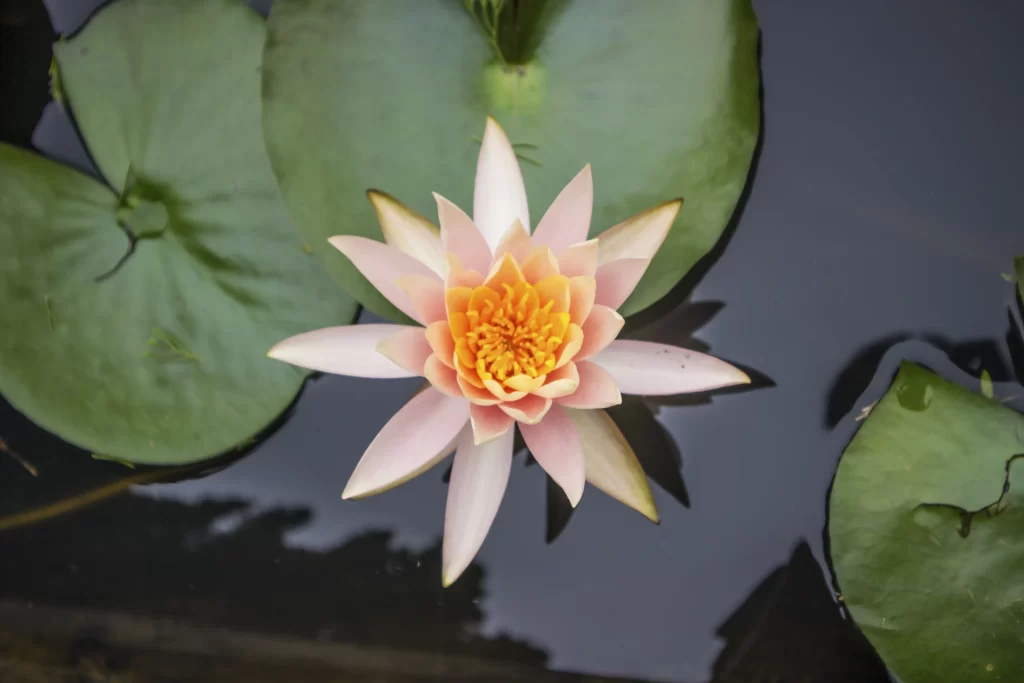 Pink Lotus Flower Green Leaf Pond gray Water
