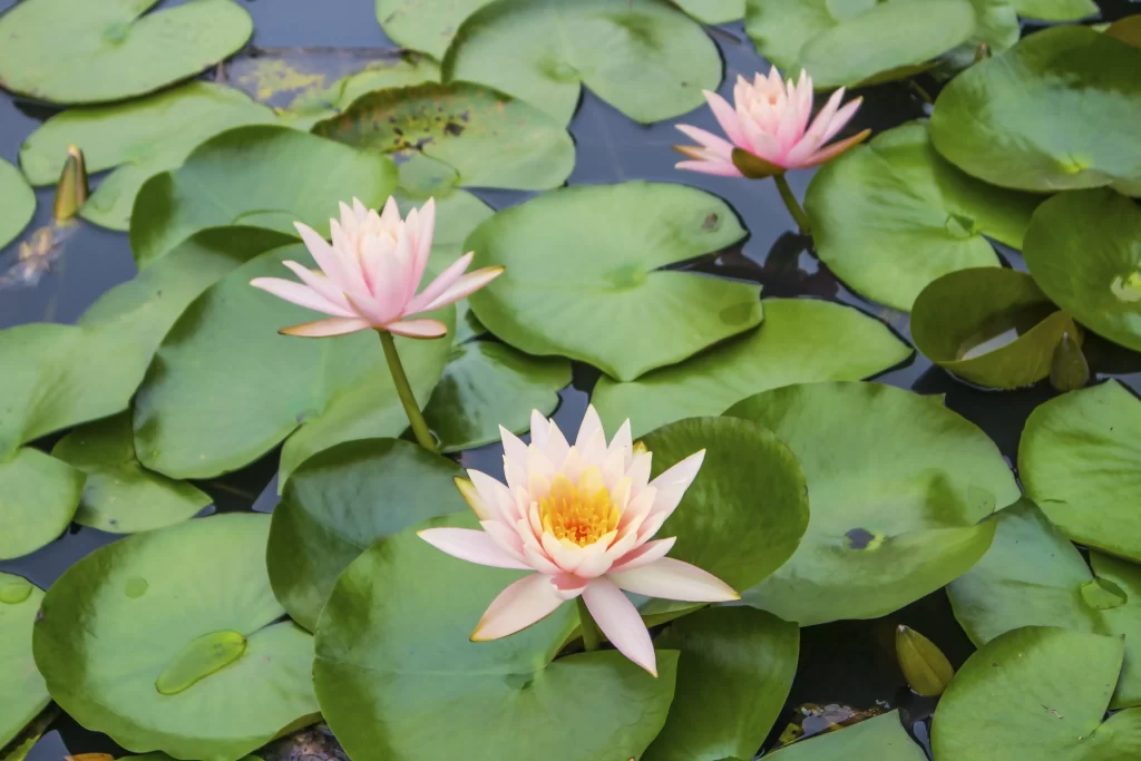 Pink Lotus Flower Green Leaf Pond warm Water