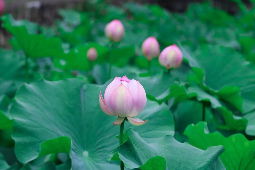 Pink Lotus Flower Green Leaf Pond cool Water