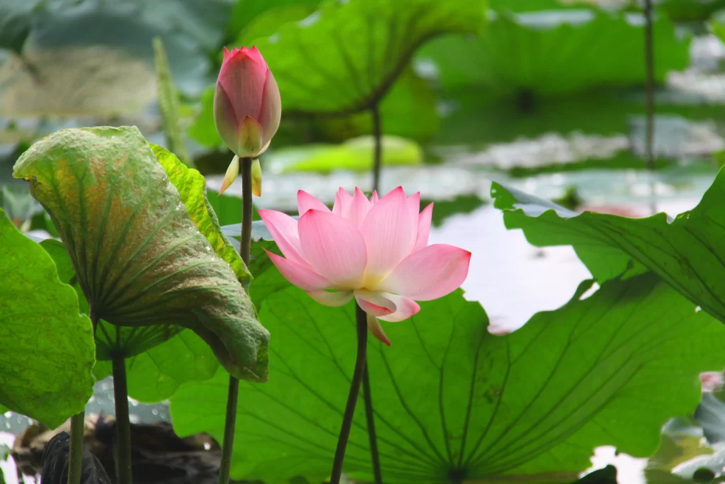 Pink Lotus Flower Green Leaf Pond warm Water