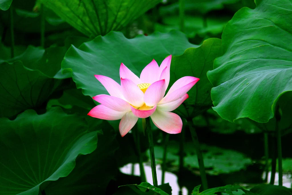 Pink Lotus Flower Green Leaf Pond cool Water