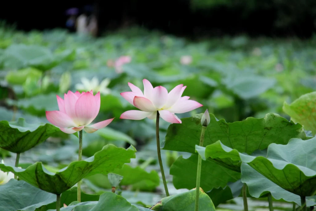 Pink Lotus Flower Green Leaf Pond warm Water