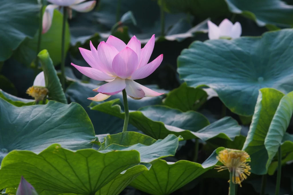 Pink Lotus Flower Green Leaf gray Pond