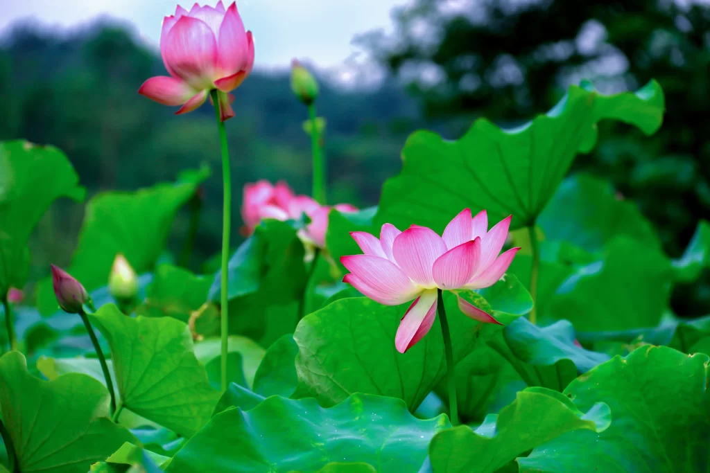 Pink Lotus Flower Green Leaf cool Pond