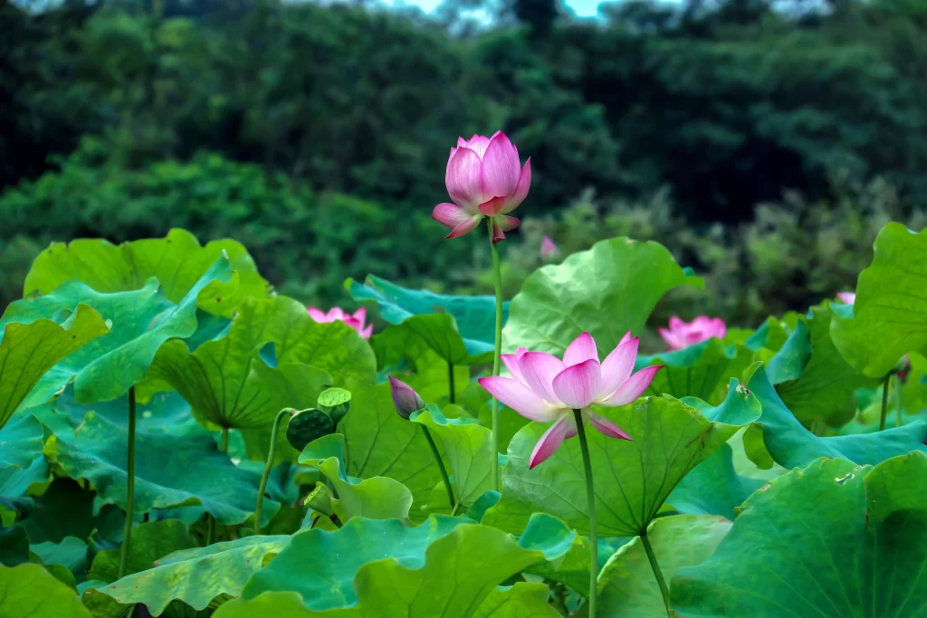 Pink Lotus Flower Green Leaf Pond cool Water