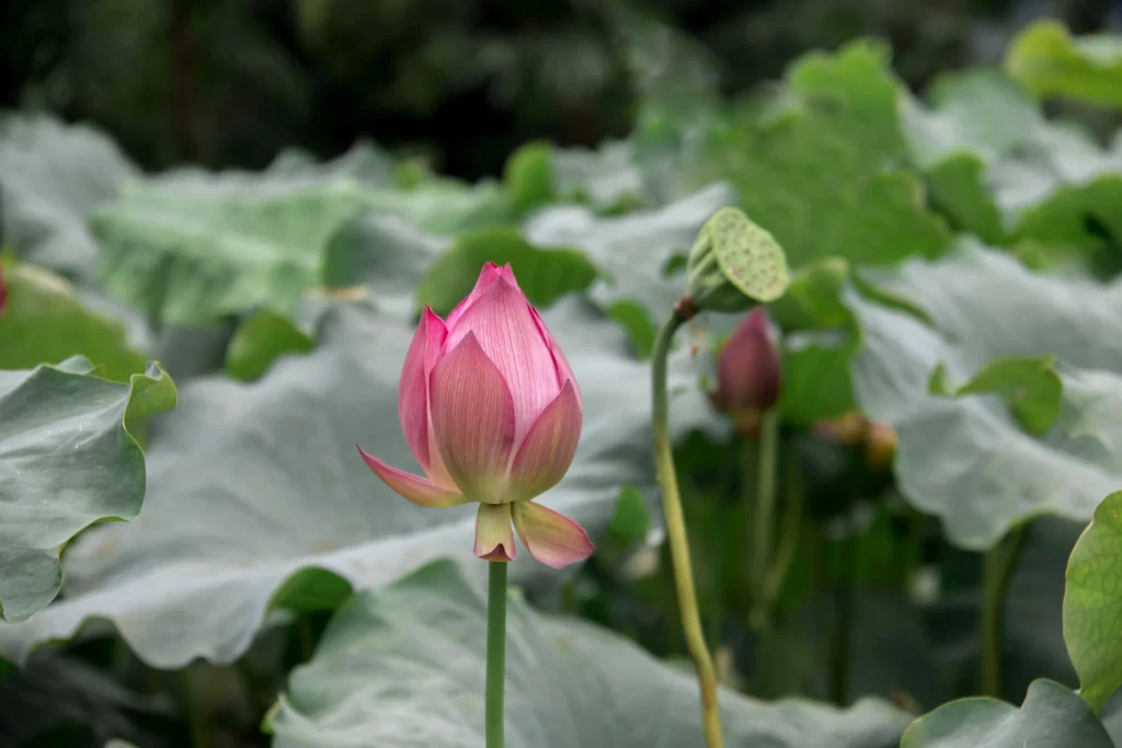 Pink Lotus Flower Green Leaf gray Pond