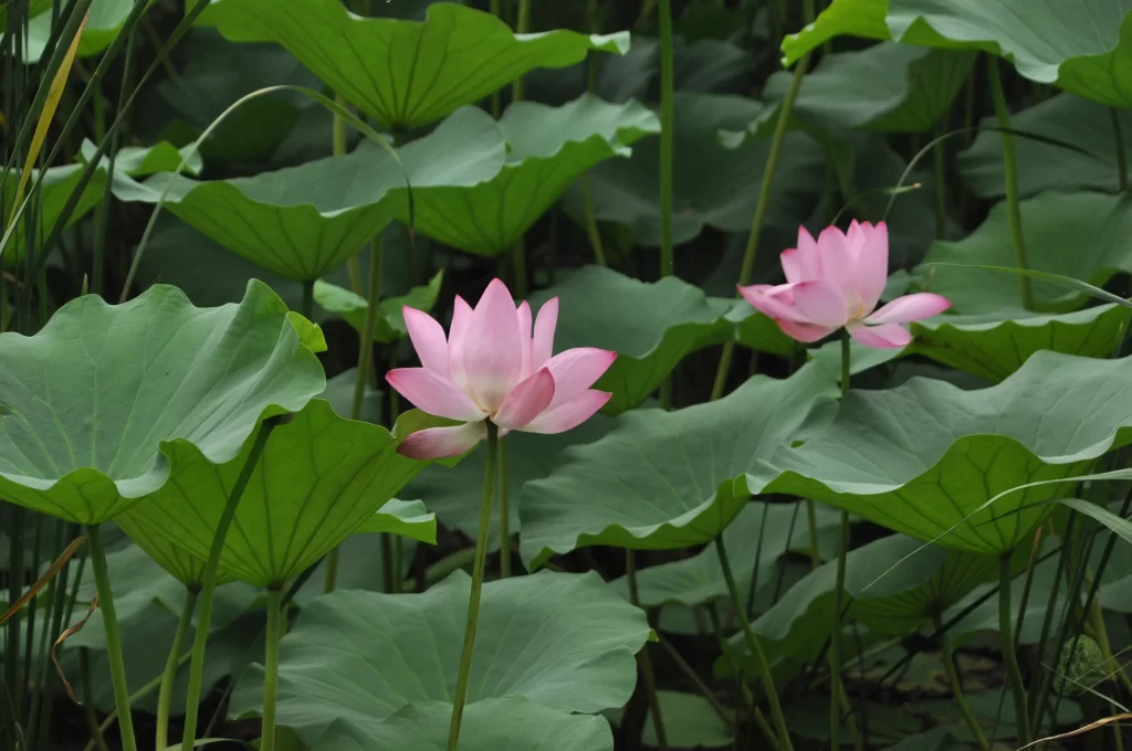Pink Lotus Flower Green Leaf Pond warm Water