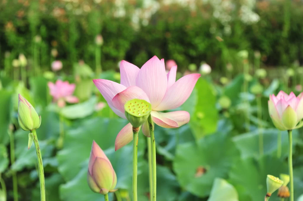 Pink Lotus Flower Green Leaf Pond warm Water