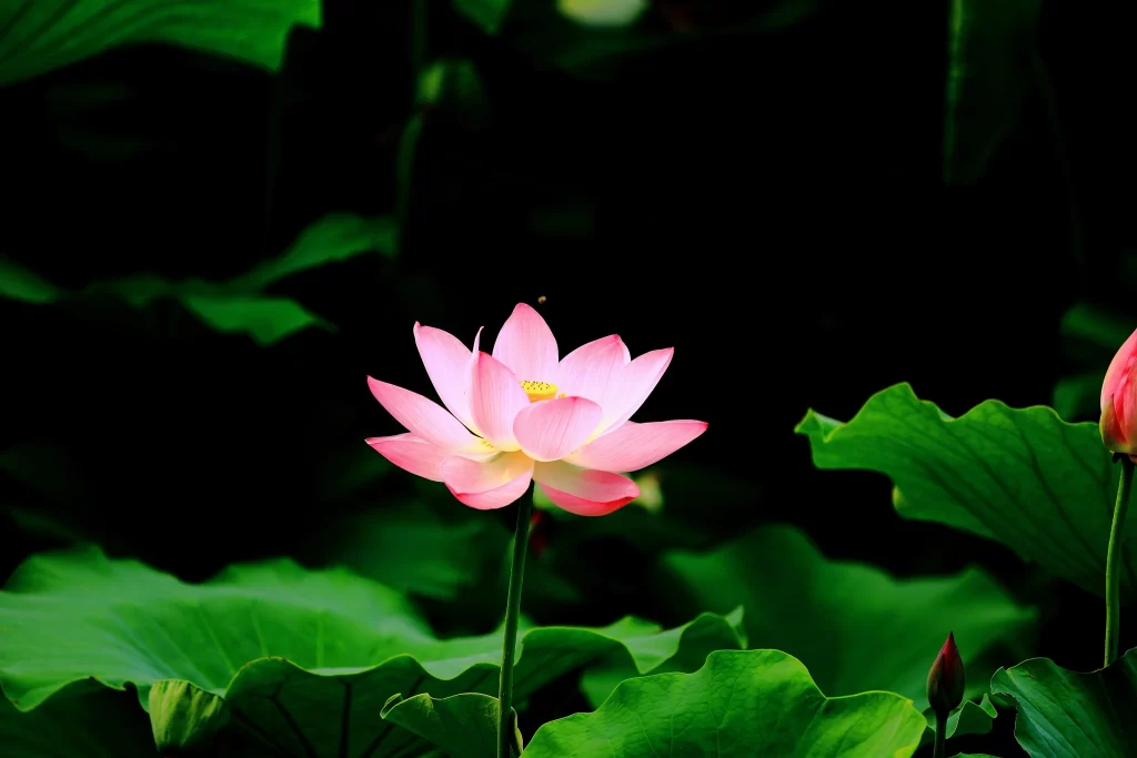 Pink Lotus Flower Green Leaf dark Pond