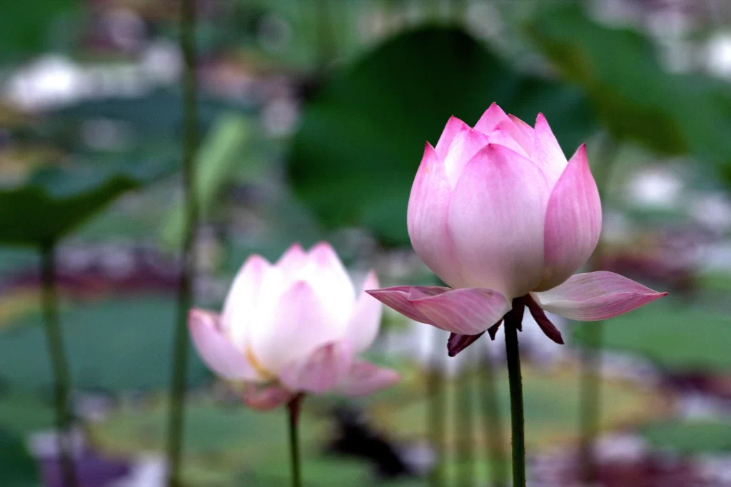 Pink Lotus Flower Green Leaf Pond gray Water