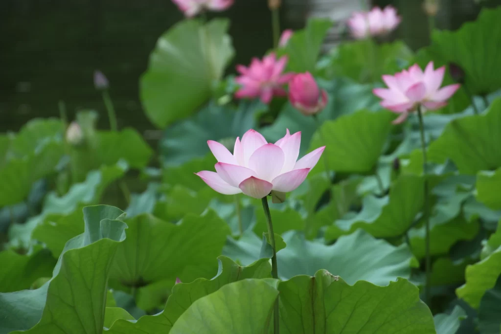 Pink Lotus Flower Green Leaf warm Pond