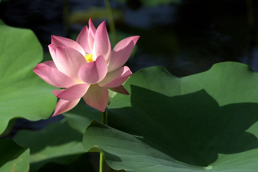 Pink Lotus Flower Green Leaf Pond gray Water