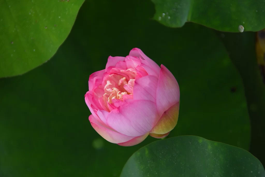 Pink Lotus Flower Green Leaf warm Pond