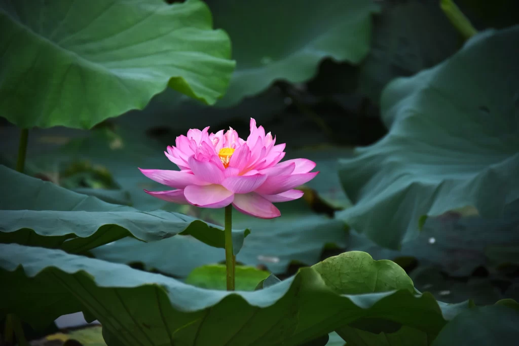 Pink Lotus Flower Green Leaf Pond gray Water