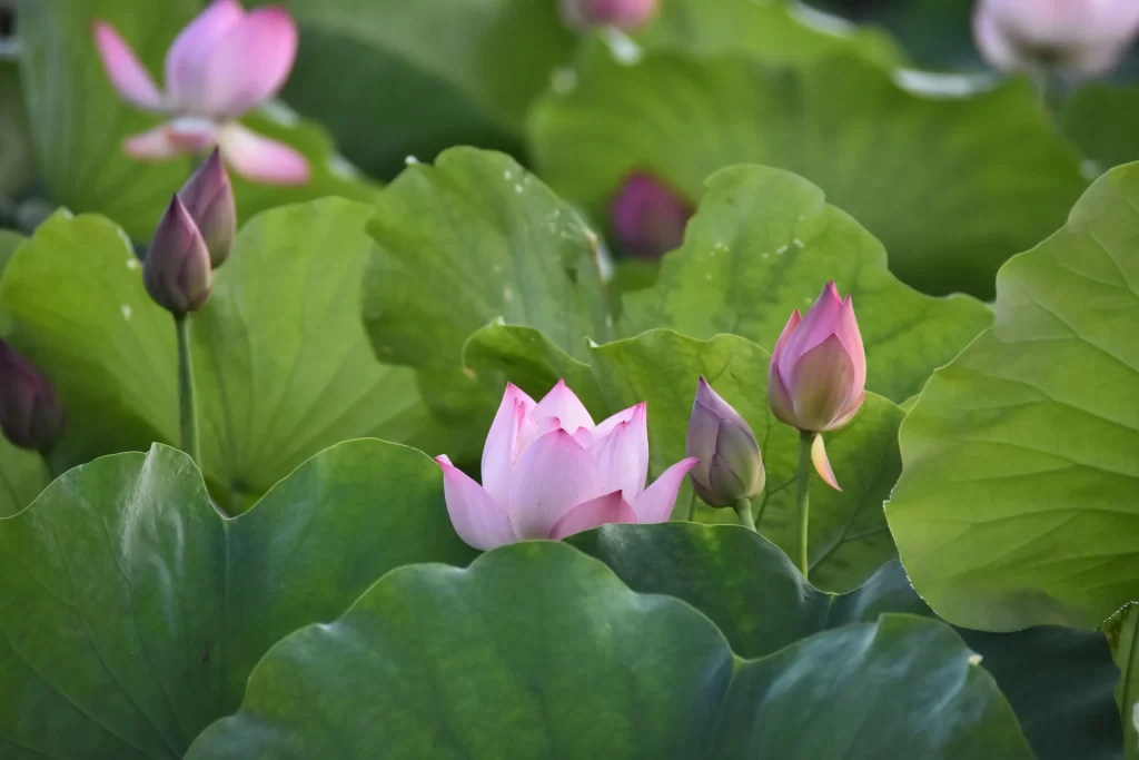 Pink Lotus Flower Green Leaf Pond warm Water