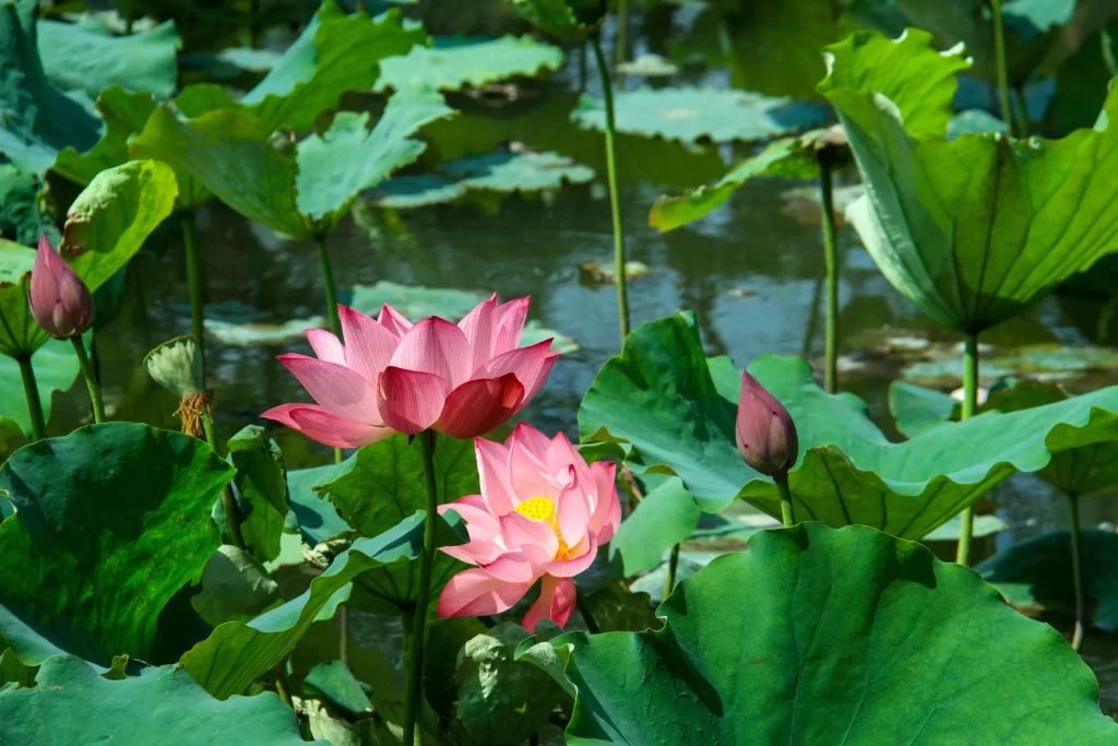 Pink Lotus Flower Green Leaf Pond warm Water