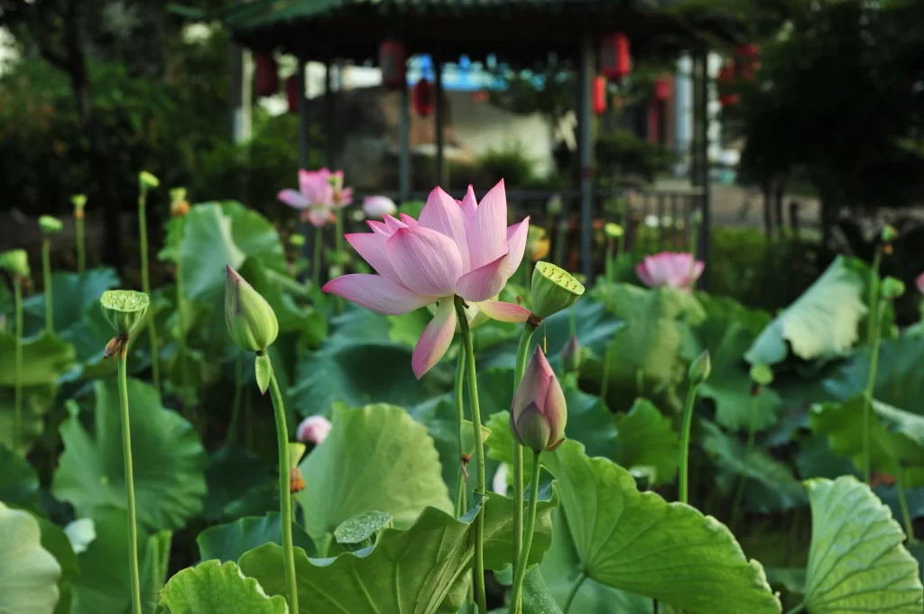 Pink Lotus Flower Green Leaf warm Pond