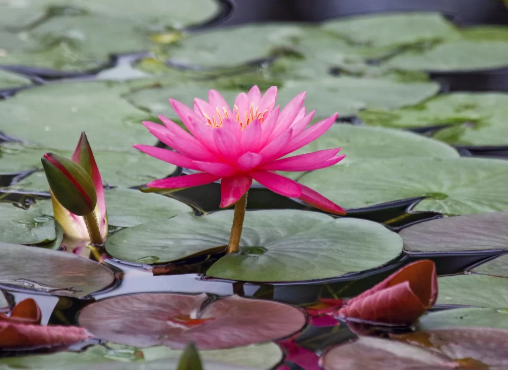 Pink Lotus Flower Green Leaf Pond gray Water