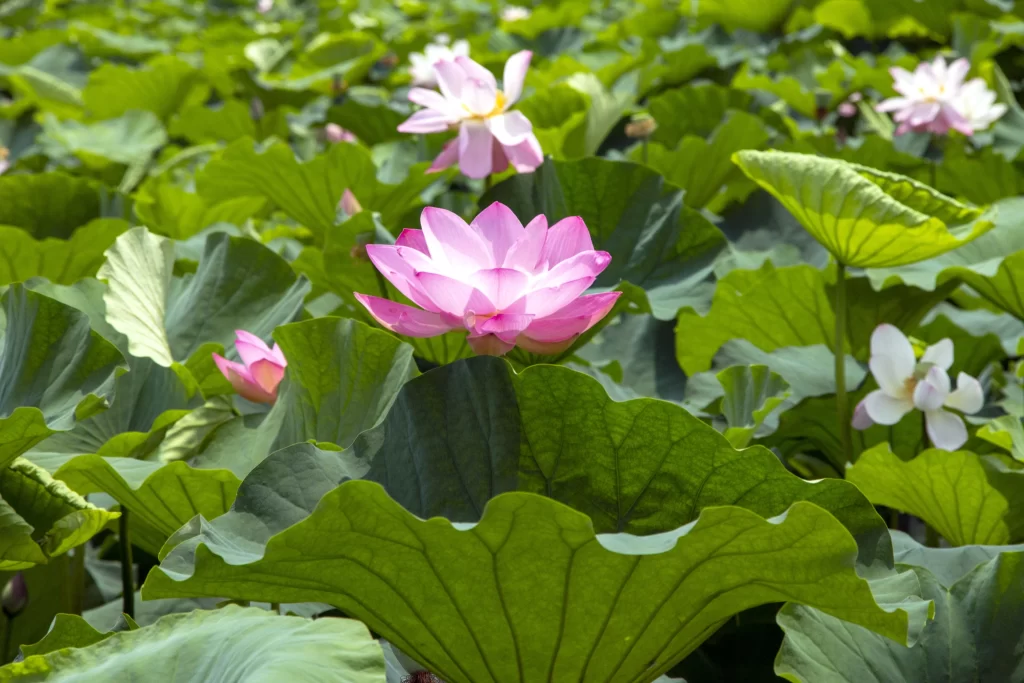 Pink Lotus Flower Green Leaf warm Pond