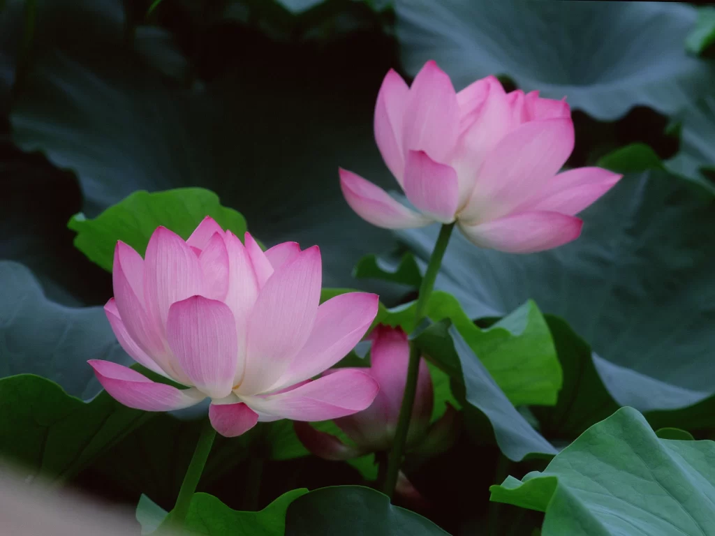 Pink Lotus Flower Green Leaf gray Pond