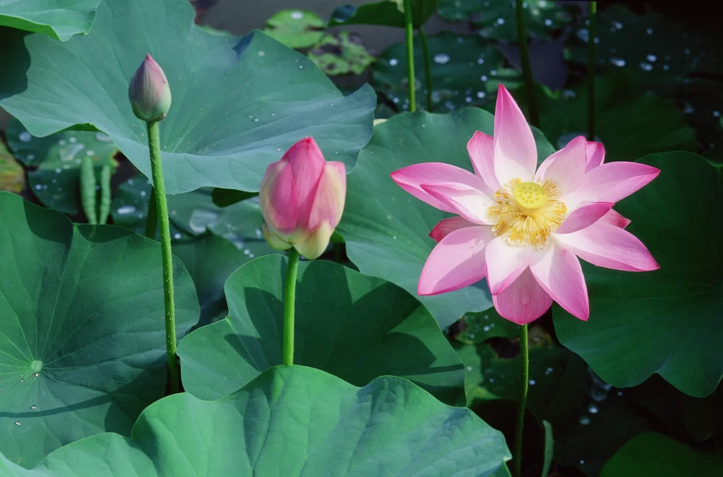 Pink Lotus Flower Green Leaf Pond cool Water