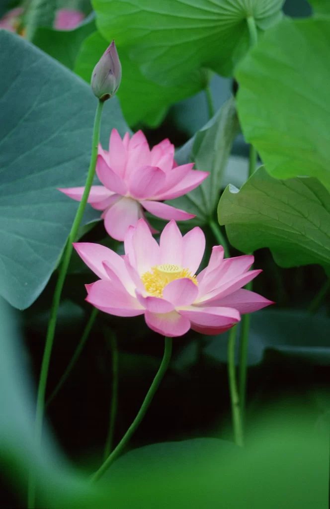 Pink Lotus Flower Green Leaf Pond cool Water