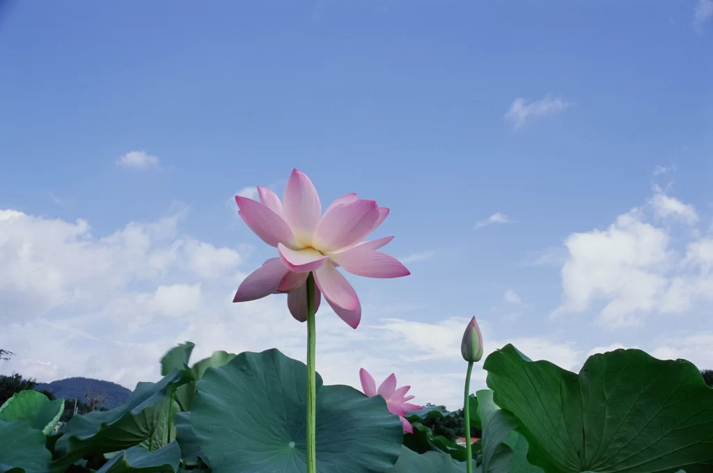 Pink Lotus Flower Green Leaf Blue Sky White Cloud