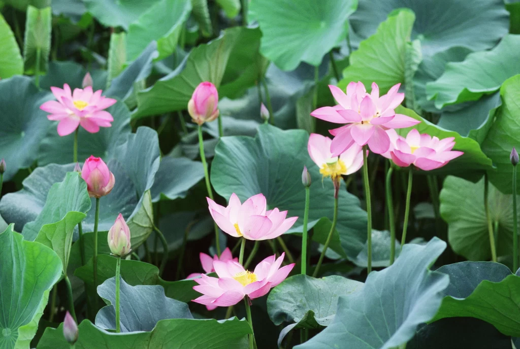 Pink Lotus Flower Green Leaf Pond cool Water