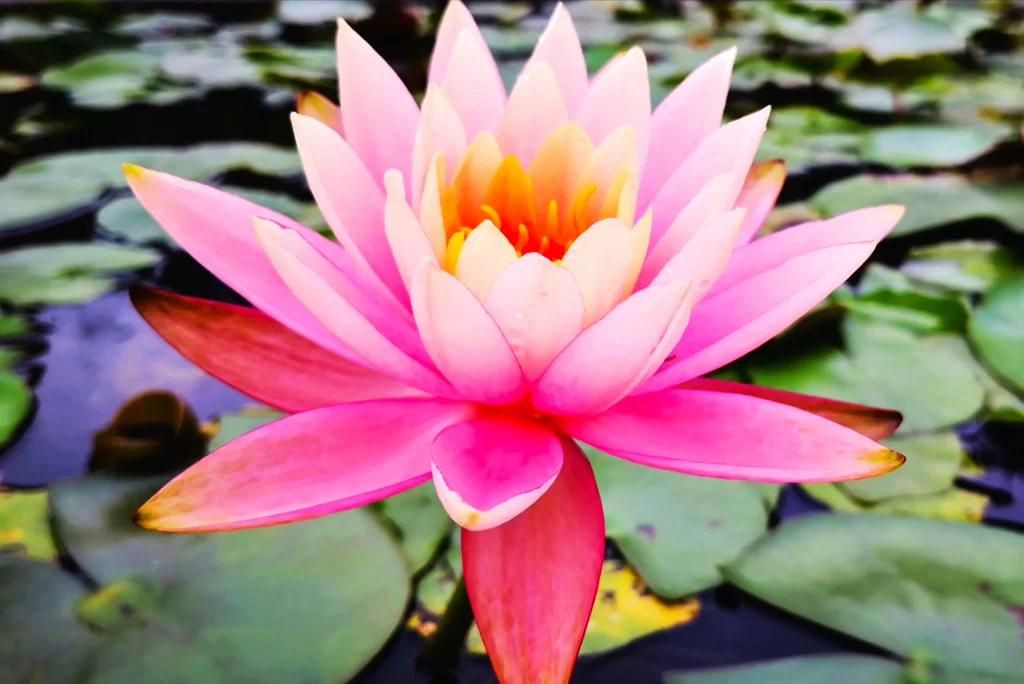 Pink Lotus Flower Green Leaf Pond warm Water