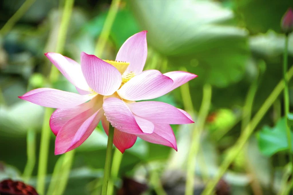 Pink Lotus Flower Green Leaf Pond warm Water