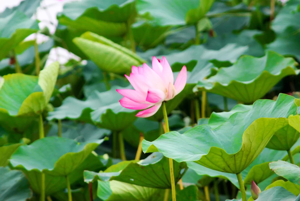 Pink Lotus Flower Green Leaf warm Pond